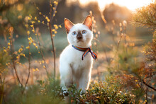 A Beautiful Little Blue Eyed Kitten Is Sitting On The Grass In The Spring Forest