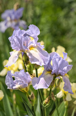 Wall Mural - Spring garden. Bud of the purple iris and green leaves in the spring sun