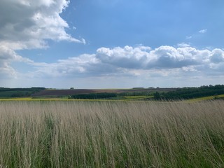 green field and blue sky