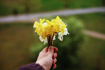 woman hand holding a bouquet of yellow daffodils  against  nature background