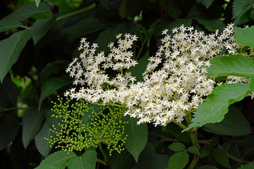 Poster - Blüten und Fruchtsände des Schwarzen Holunder (Sambucus nigra) - Infructescence and fruit of the black elder