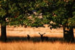 jelen odpoczywa w cieniu drzew