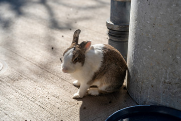 Cute wild rabbits on Okunoshima ( Rabbit Island ). Numerous feral rabbits that roam the island, they are rather tame and will approach humans. Hiroshima, Japan