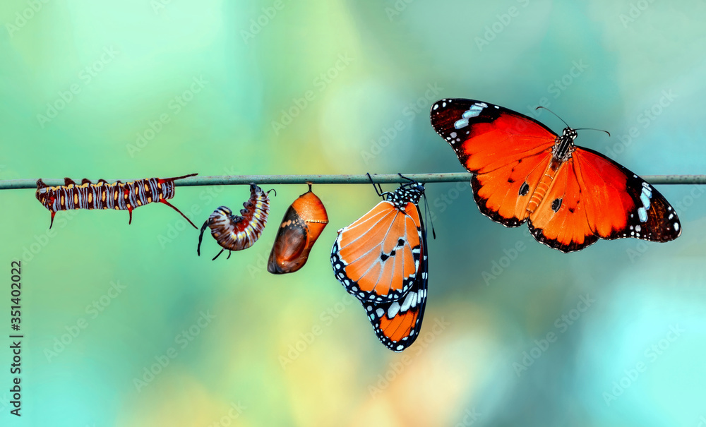 Amazing moment ,Monarch Butterfly, pupae and cocoons are suspended. Concept transformation of Butterfly - obrazy, fototapety, plakaty 