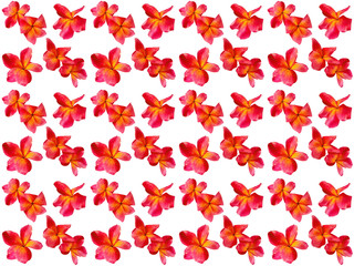 Flowers pattern texture. Floral pattern. Pattern of flowers.