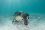 Fototapeta Łazienka - Australian Sea Lion underwater portrait photo	