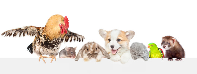 Big froup of different pets looks together over empty white banner. isolated on white background