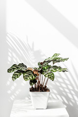 Wall Mural - calathea makoyana pot by a white wall