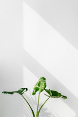 Wall Mural - arrowleaf elephant ear plant by a white wall