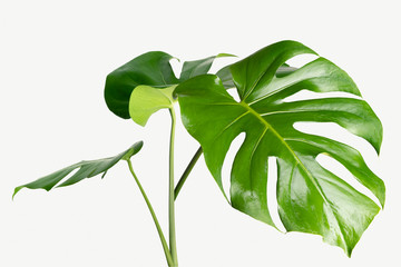 monstera delicosa plant leaf on a white background mockup