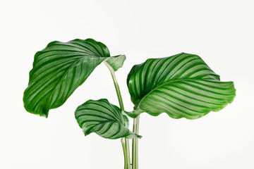 calathea orbifolia leaves isolated on background