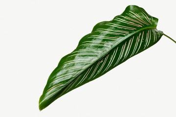 Wall Mural - calathea ornata leaves isolated on white background mockup