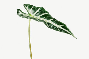 Wall Mural - tropical alocasia leaf on white background mockup