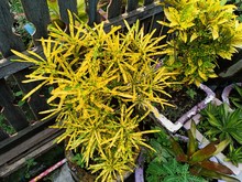 Colorful Croton Ornamental Plants