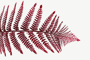 Wall Mural - red colored leatherleaf fern mockup