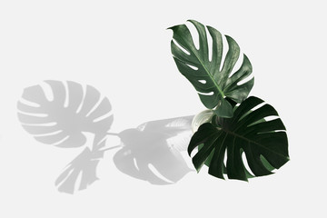 Wall Mural - monstera delicosa plant leaf on an off white background