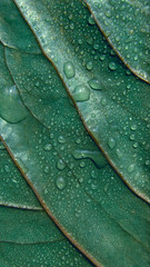 Wall Mural - green leaf textured background with droplets of water