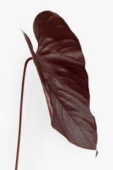 Wall Mural - tropical alocasia leaf painted in a dark brown