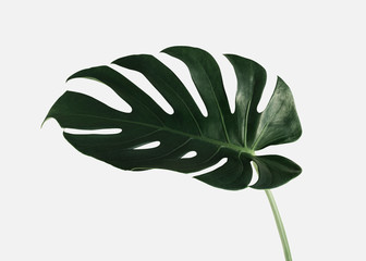 Wall Mural - monstera delicosa plant leaf on an off white background