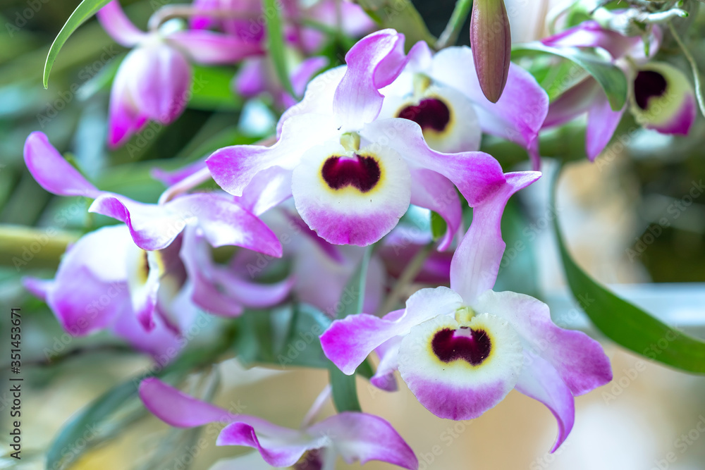 Dendrobium Aphyllum orchids flowers bloom in spring adorn the beauty
