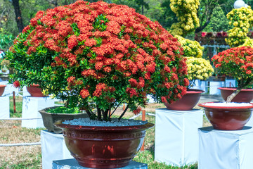 Wall Mural - Ixora or jungle flame blooms in bonsai tree spring morning really attractive to see.