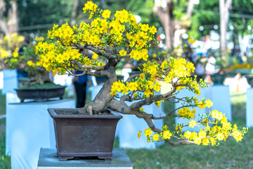 Wall Mural - Apricot bonsai tree blooming with branches curving create unique beauty. This is a special wrong tree symbolizes luck, prosperity in spring