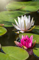 Pink, Nymphaea lotus, and white, Nymphaea alba, water lily flowers, on a green leaves and water background.