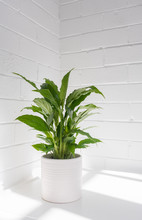 Vertical Close Up Of Green Leafy Plant In White Pot On Table With Shadows (selective Focus)