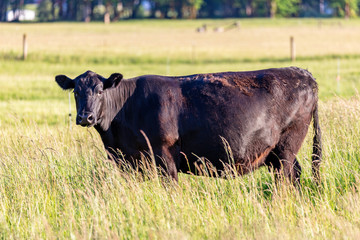 A cow grazing in tall grass on a sunny day