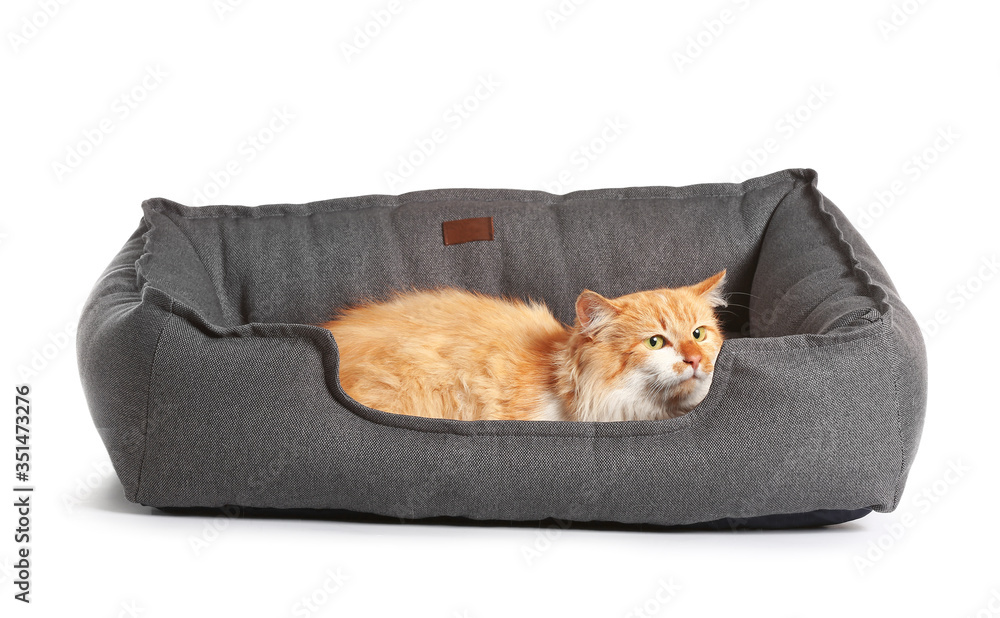 Cute funny cat in pet bed on white background