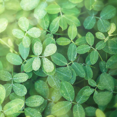 Wall Mural - leaf textured background