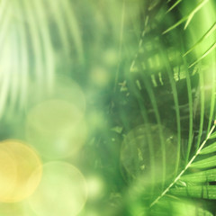 Wall Mural - green forest jungle with palm leaves