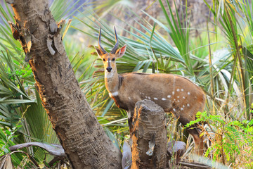 Buschbock  im Gorongosa Nationalpark ,Mosambik