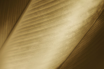 Wall Mural - close up of yellow cigar flower leaf background