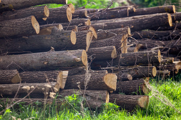 Felled trees lie on the ground