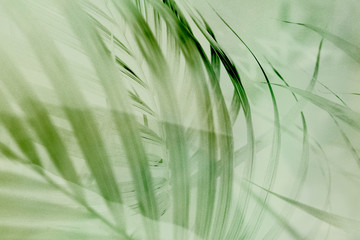 Wall Mural - light green palm leaf background