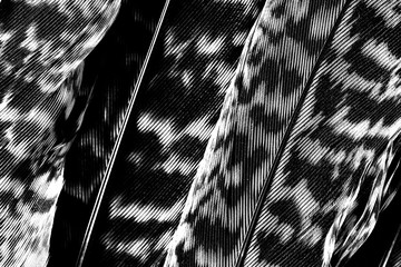 Wall Mural - black and white calathea zebrina leaf background