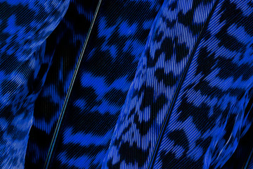 Wall Mural - dark blue calathea zebrina leaf background