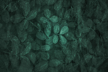 Wall Mural - dark green leaf pattern textured backdrop