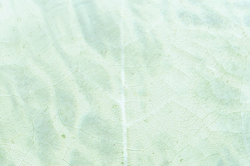 Wall Mural - bright green leaf pattern textured backdrop