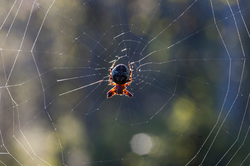 Spider on web