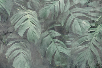 Wall Mural - grunge monstera leaf background illustration