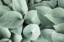 Blue-grey Foliage Of Hosta Sieboldiana In Soft Light. Hosta Leaves With Visible Veins In Muted Green Colors.        