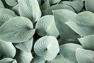 Blue-grey foliage of Hosta Sieboldiana in soft light. Hosta leaves with visible veins in muted green colors.        