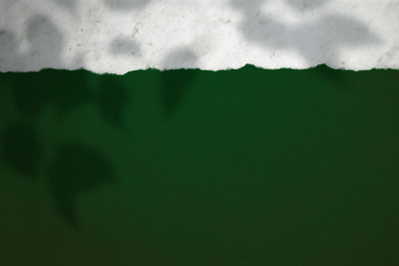 Wall Mural - plant shadow on a green background