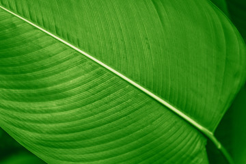Wall Mural - calathea lutea leaf macro shot background