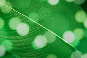 Wall Mural - bokeh on calathea lutea leaf macro shot background