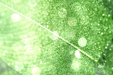 Wall Mural - glittery calathea lutea leaf background