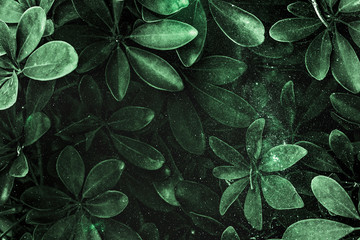 Wall Mural - fresh natural green schefflera arboricola background