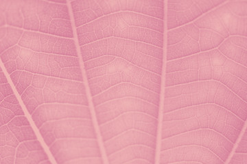 Wall Mural - watermelon pink leaf pattern textured backdrop